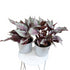 Begonia Rex variety- 13cm pot
